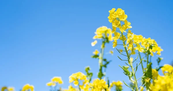 4月・5月の診療スケジュール